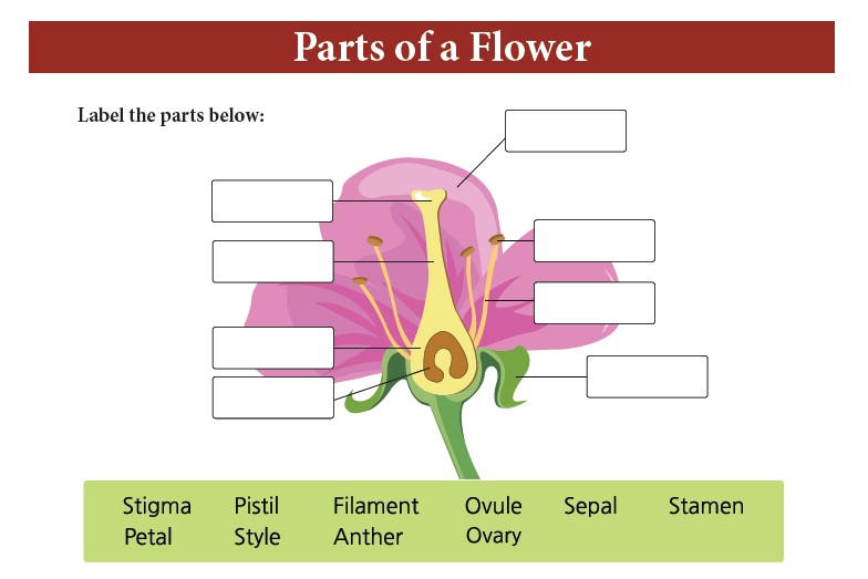 7th Standard Science Chapter 5 Reproduction and Modification in Plants ...